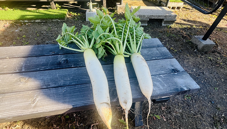 お隣の畑の方に大根をいただきました。
